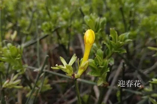 怎样区分迎春花和连翘,看图后再也不会傻傻分不清