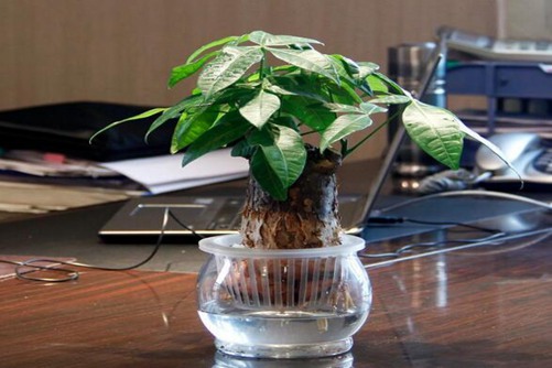 发财树图片,发财树高清图片大全