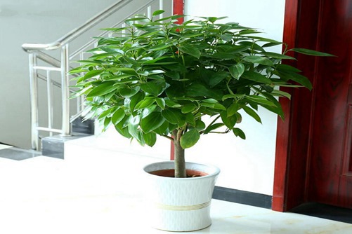 发财树图片,发财树高清图片大全