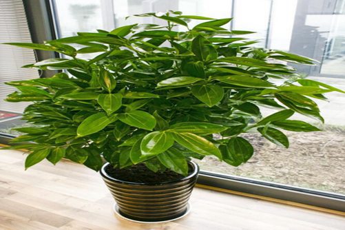 发财树图片,发财树高清图片大全