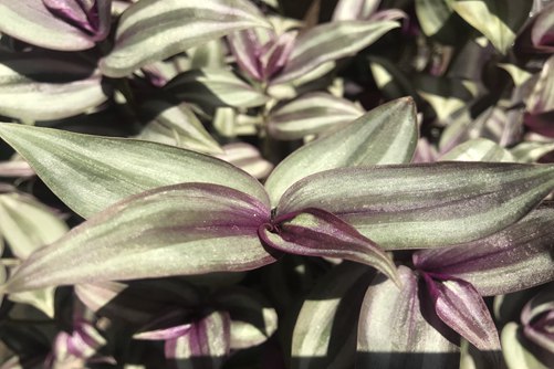 紫鸭跖草的繁殖方法,随便掐个枝条当年就能爆满盆哦!