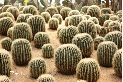 仙人球的风水,放阳台最好,放对位置能招财开运!