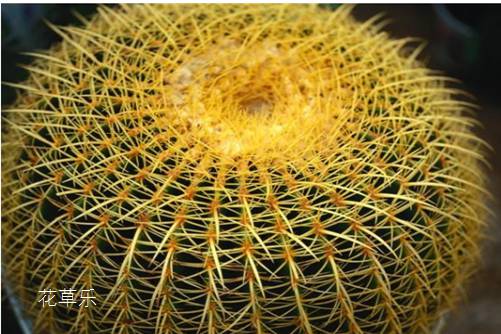 仙人球的风水,放阳台最好,放对位置能招财开运!