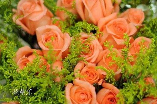 虐狗七夕节将至,七夕节送什么花给女朋友呢?