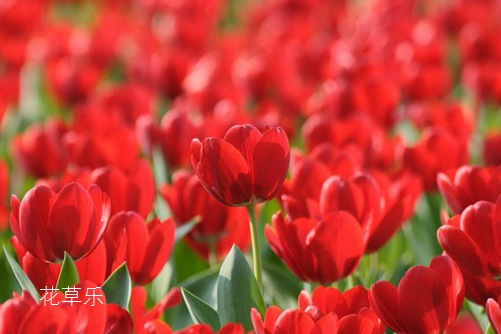 虐狗七夕节将至,七夕节送什么花给女朋友呢?