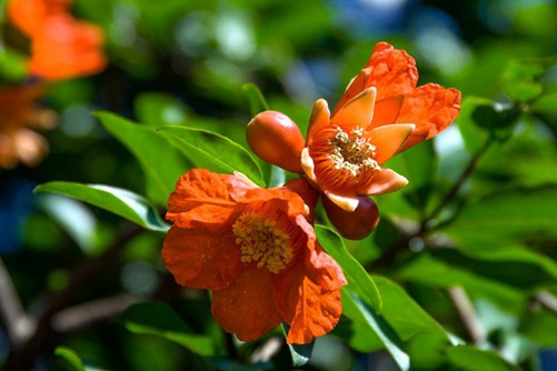 石榴花图片,石榴花高清图片大全