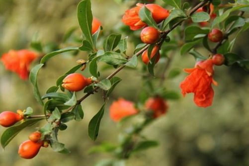 石榴花图片,石榴花高清图片大全