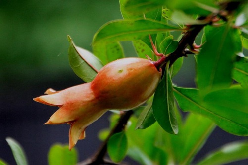 石榴花图片,石榴花高清图片大全