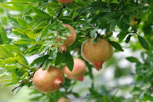 石榴花图片,石榴花高清图片大全