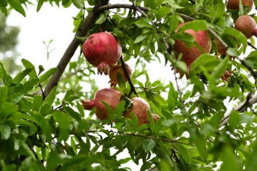 石榴花图片,石榴花高清图片大全