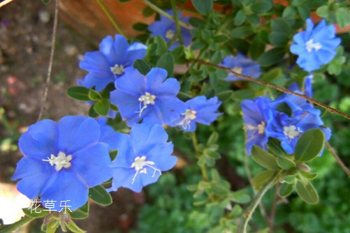 蓝星花图片大全,蓝星花的高清图片大全