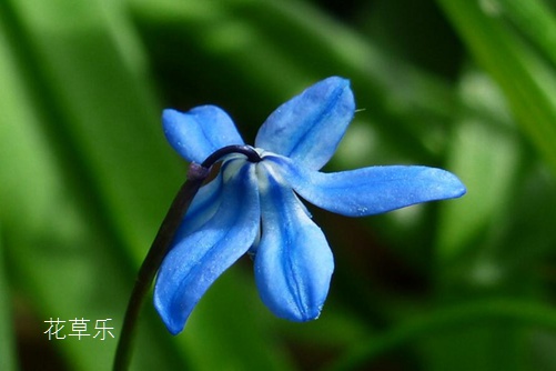 蓝星花图片大全,蓝星花的高清图片大全