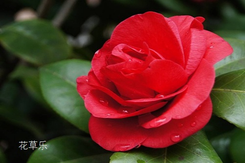 茶梅怎么养?学会以下方法,你家茶梅花开红似火!