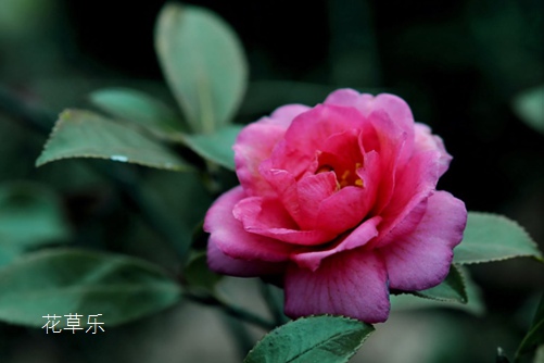 茶梅怎么养?学会以下方法,你家茶梅花开红似火!