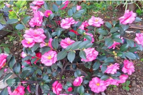 茶梅怎么养?学会以下方法,你家茶梅花开红似火!