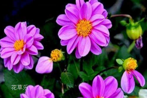 小丽花的养殖方法和注意事项,春的憧憬与秋的希望!