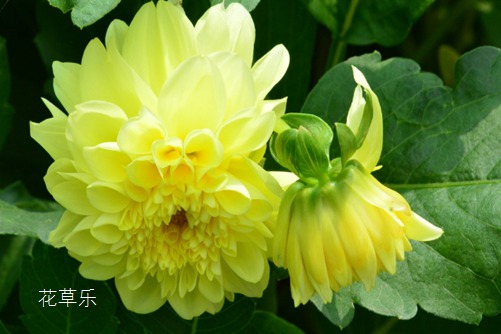 小丽花的养殖方法和注意事项,春的憧憬与秋的希望!