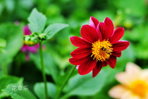 小丽花的养殖方法和注意事项,春的憧憬与秋的希望!