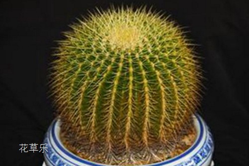 仙人球多久浇一次水?宁干勿湿