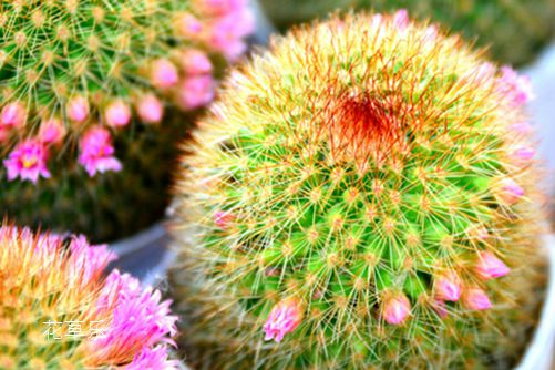 仙人球多久浇一次水?宁干勿湿