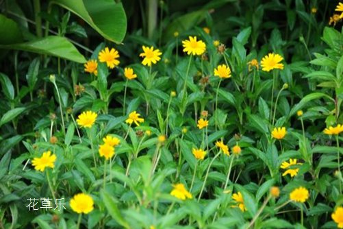 蟛蜞菊的功效与作用,路边野草,其实是治病良药,你造吗?