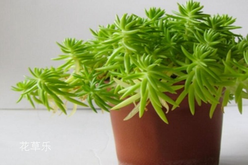 垂盆草和佛甲草的区别,看一眼叶子就明白了就是这么简单