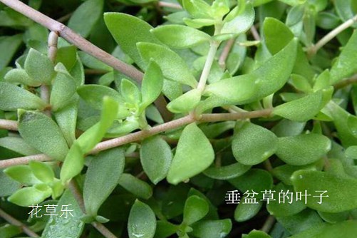 垂盆草和佛甲草的区别,看一眼叶子就明白了就是这么简单