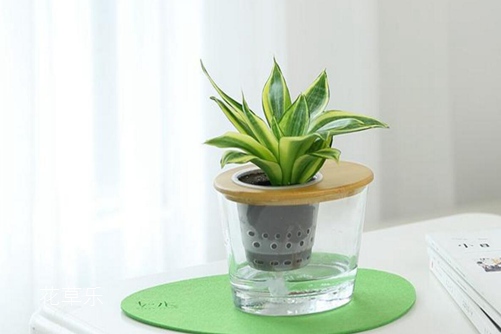 虎皮兰怎么水培,水培虎皮兰的养殖方法和注意事项