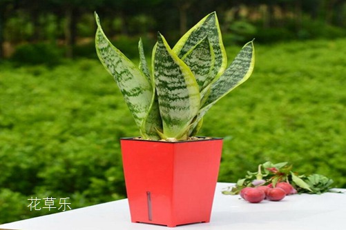 虎皮兰怎么水培,水培虎皮兰的养殖方法和注意事项