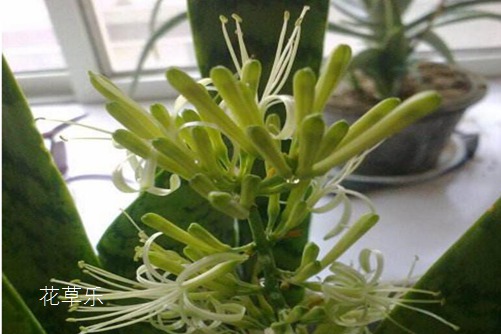 虎皮兰开花有什么预兆?虎皮兰怎样养才会开花