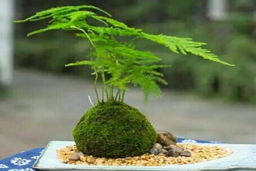 文竹叶子发黄了怎么办?文竹怎么养才不会发黄