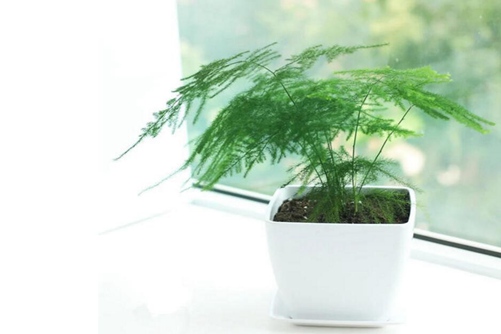 文竹叶子发黄了怎么办?文竹怎么养才不会发黄