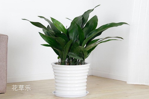 一叶兰叶子发黄怎么办?知道这些原因就能彻底解决