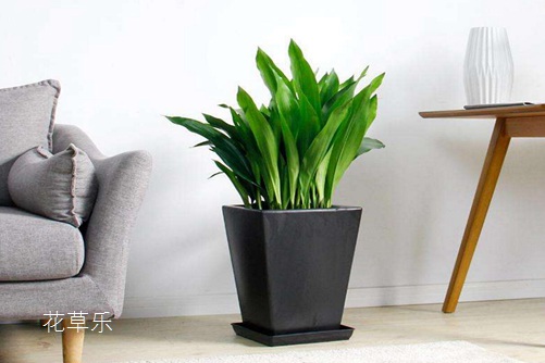 一叶兰叶子发黄怎么办?知道这些原因就能彻底解决