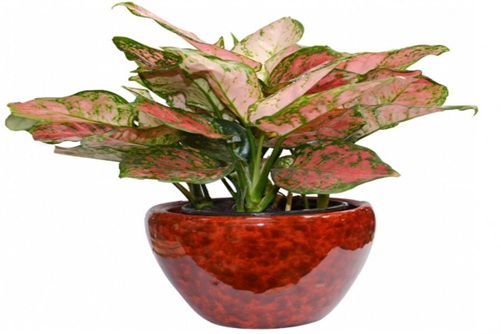 主人,我病了,快救救我:如意皇后常见病虫害与防治方法