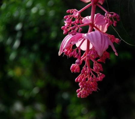 宝莲灯 宝莲灯的叶子发黄怎么处理