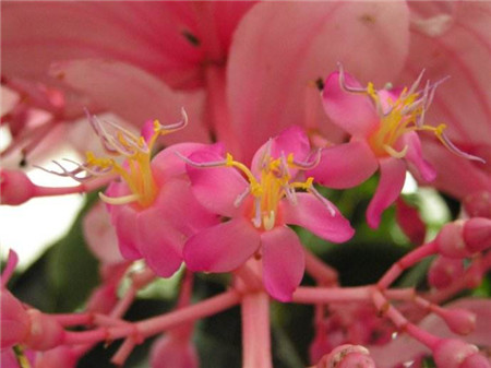 宝莲灯植株 宝莲灯的叶子发黄怎么处理