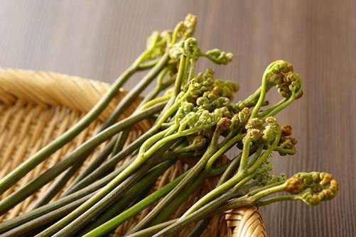 蕨菜图片,高清蕨菜图片大全