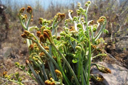 蕨菜图片,高清蕨菜图片大全