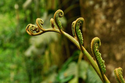 蕨菜图片,高清蕨菜图片大全