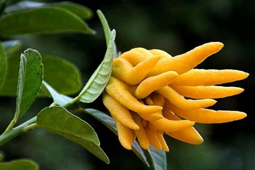 佛手图片,高清佛手图片大全