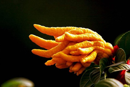 佛手图片,高清佛手图片大全