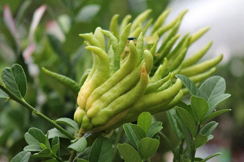 佛手图片,高清佛手图片大全