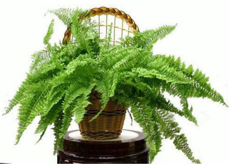 肾蕨怎么养?肾蕨的养殖方法和注意事项