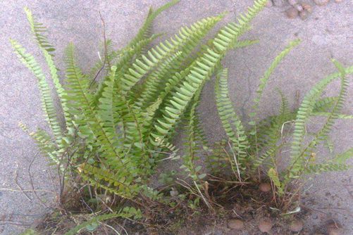 肾蕨怎么养?肾蕨的养殖方法和注意事项