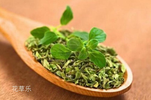 牛至是什么?牛至是舌尖上的美味,还是抗菌达人