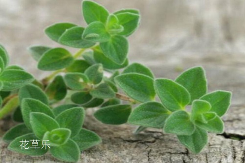 牛至是什么?牛至是舌尖上的美味,还是抗菌达人