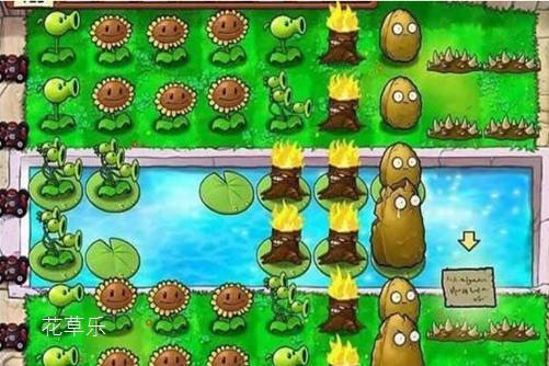 举起火把跳起舞,“无敌”火炬树的果实能吃吗?