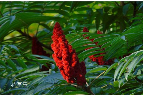 举起火把跳起舞,“无敌”火炬树的果实能吃吗?