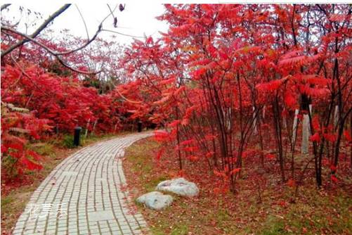 举起火把跳起舞,“无敌”火炬树的果实能吃吗?